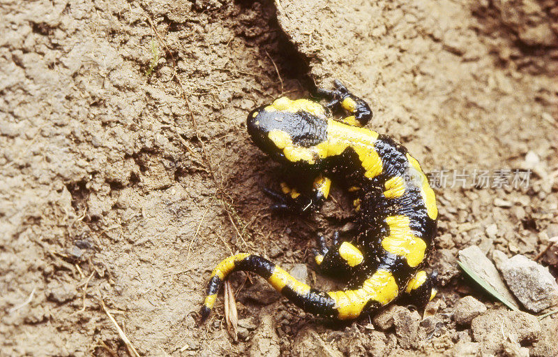 火蜥蜴(S. salamandra)